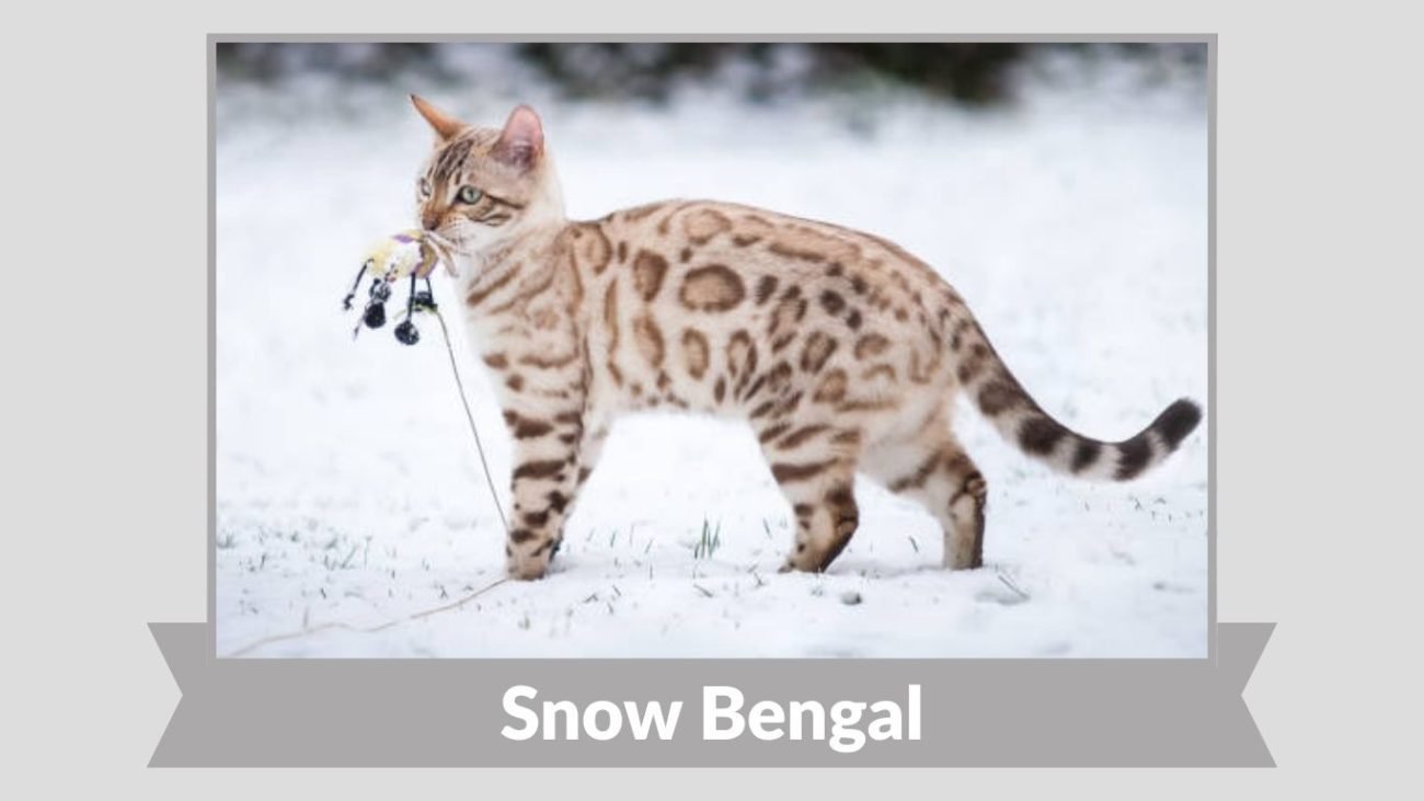 Snow Bengal