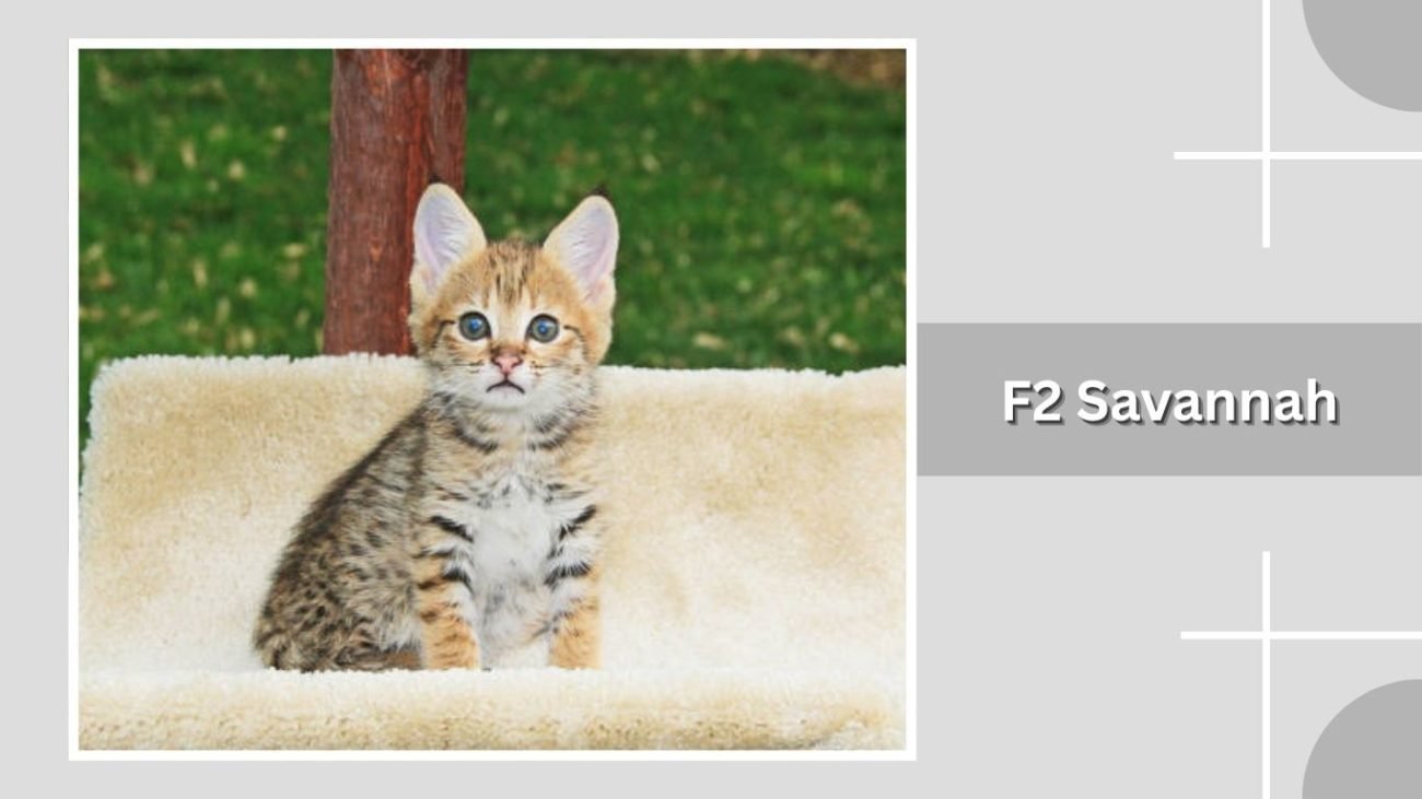 F2 Savannah