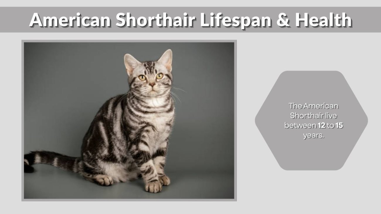 American Shorthair Lifespan & Health