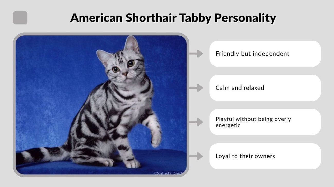 American Shorthair Tabby Personality