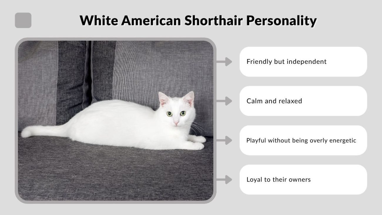 White American Shorthair Personality