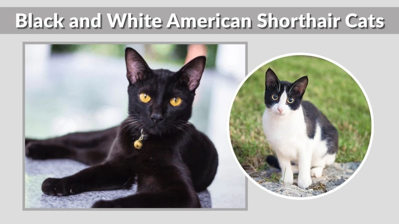 Black and White American Shorthair Cats