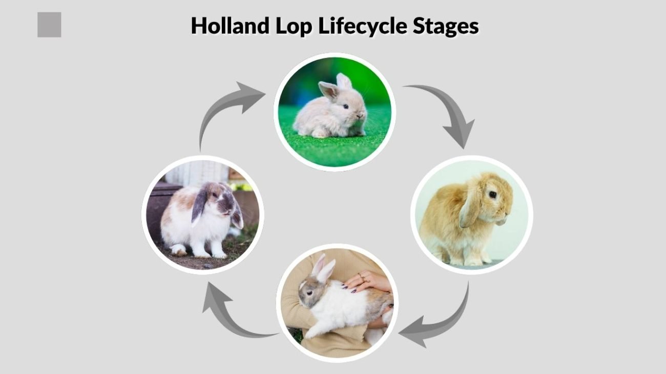 Holland Lop Lifecycle Stages