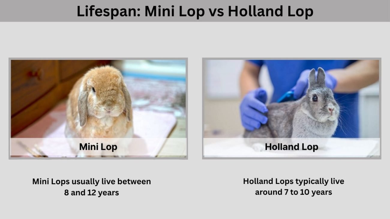 Lifespan: Mini Lop vs Holland Lop