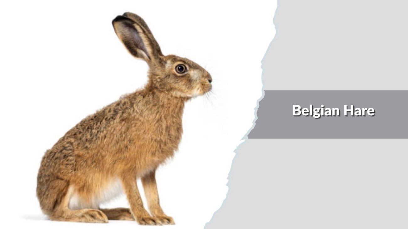Belgian Hare