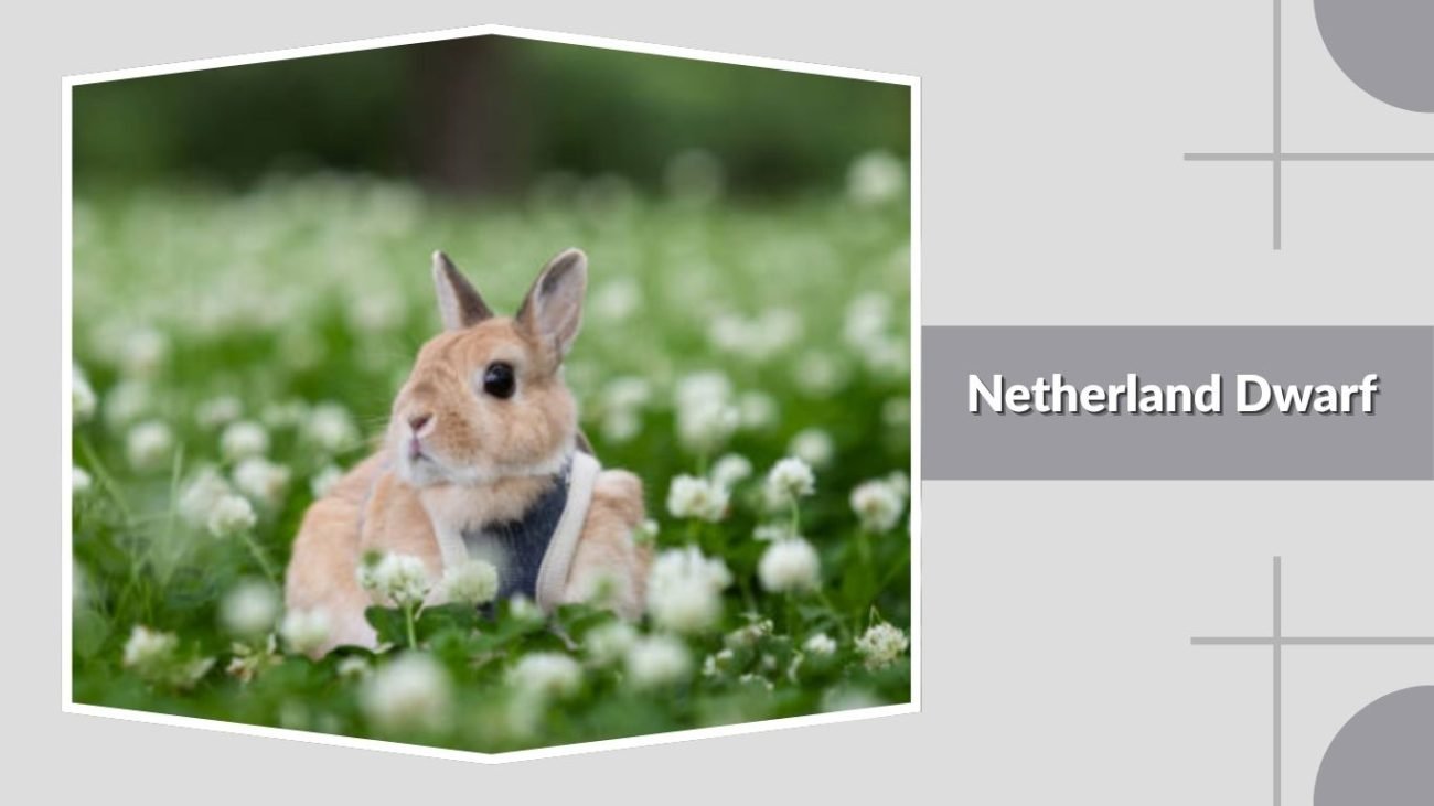 Netherland Dwarf