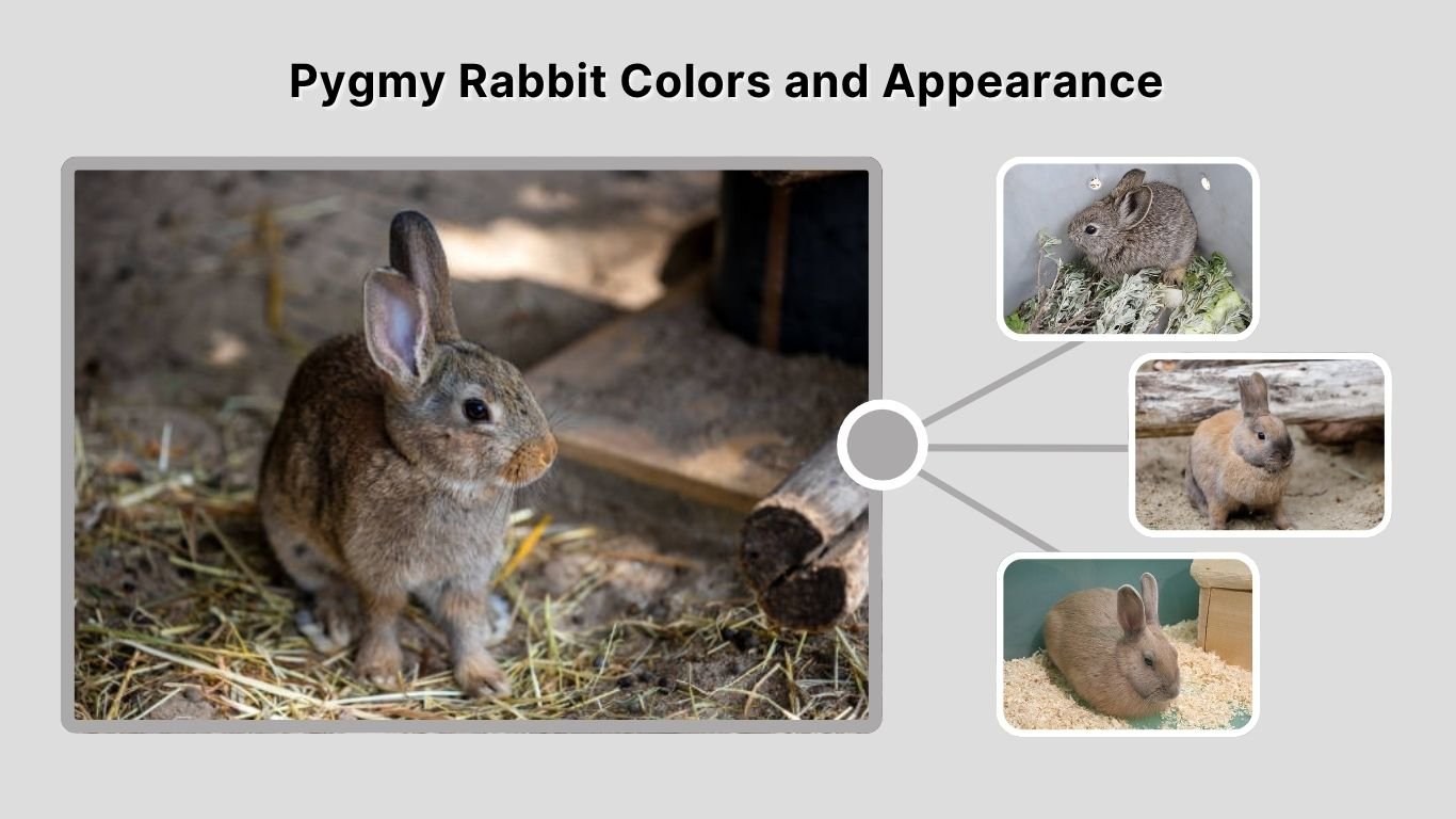 Pygmy Rabbit: Size, Lifespan, Habitat & Complete Guide