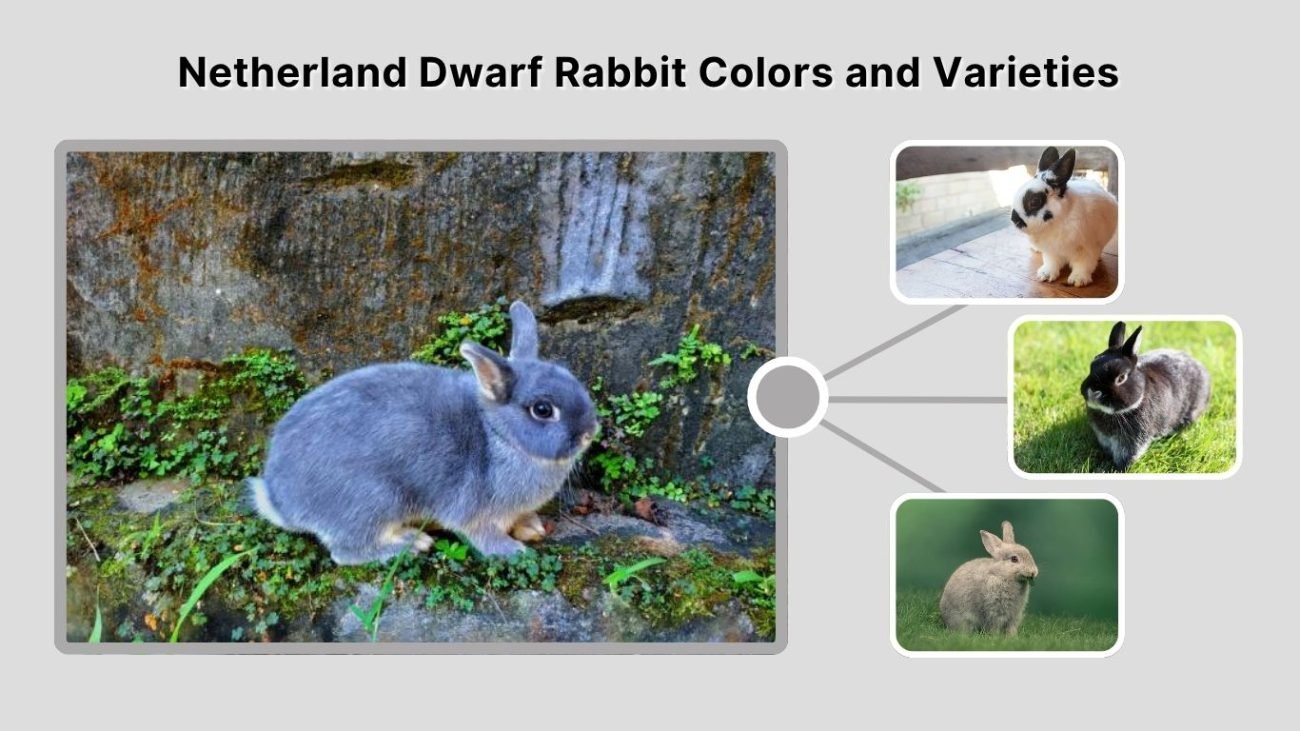 Netherland Dwarf Rabbit Colors and Varieties