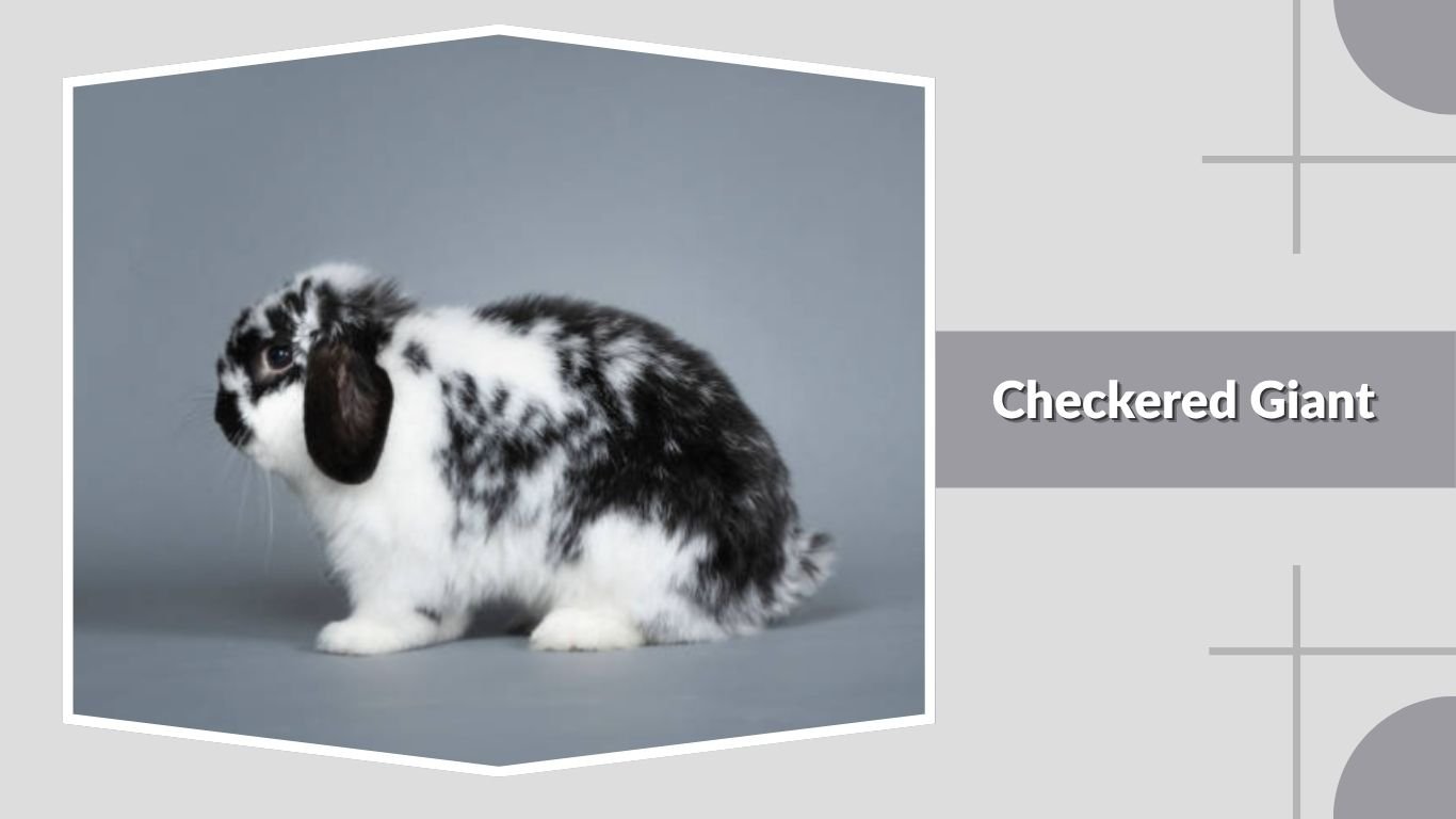 10 Types of Largest Rabbit in the World: Size and Pictures