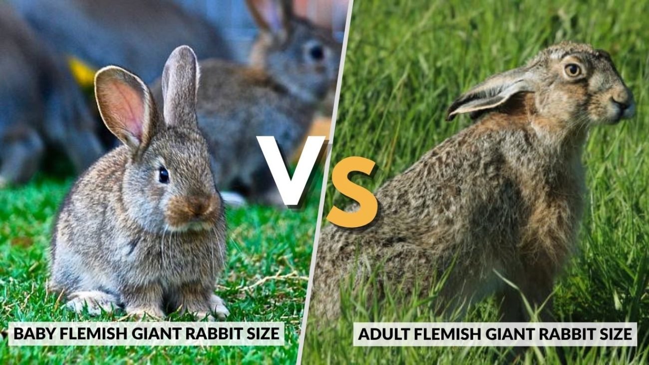 Baby vs Adult Flemish Giant Rabbit Size