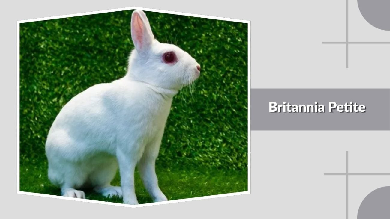 Britannia Petite
