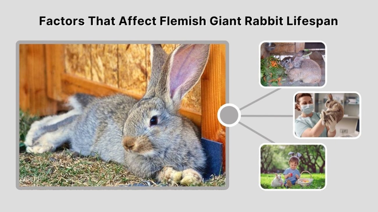 Factors That Affect Flemish Giant Rabbit Lifespan
