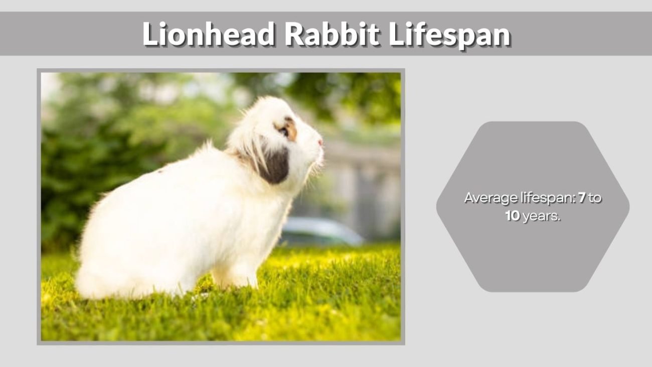 Lionhead Rabbit Lifespan