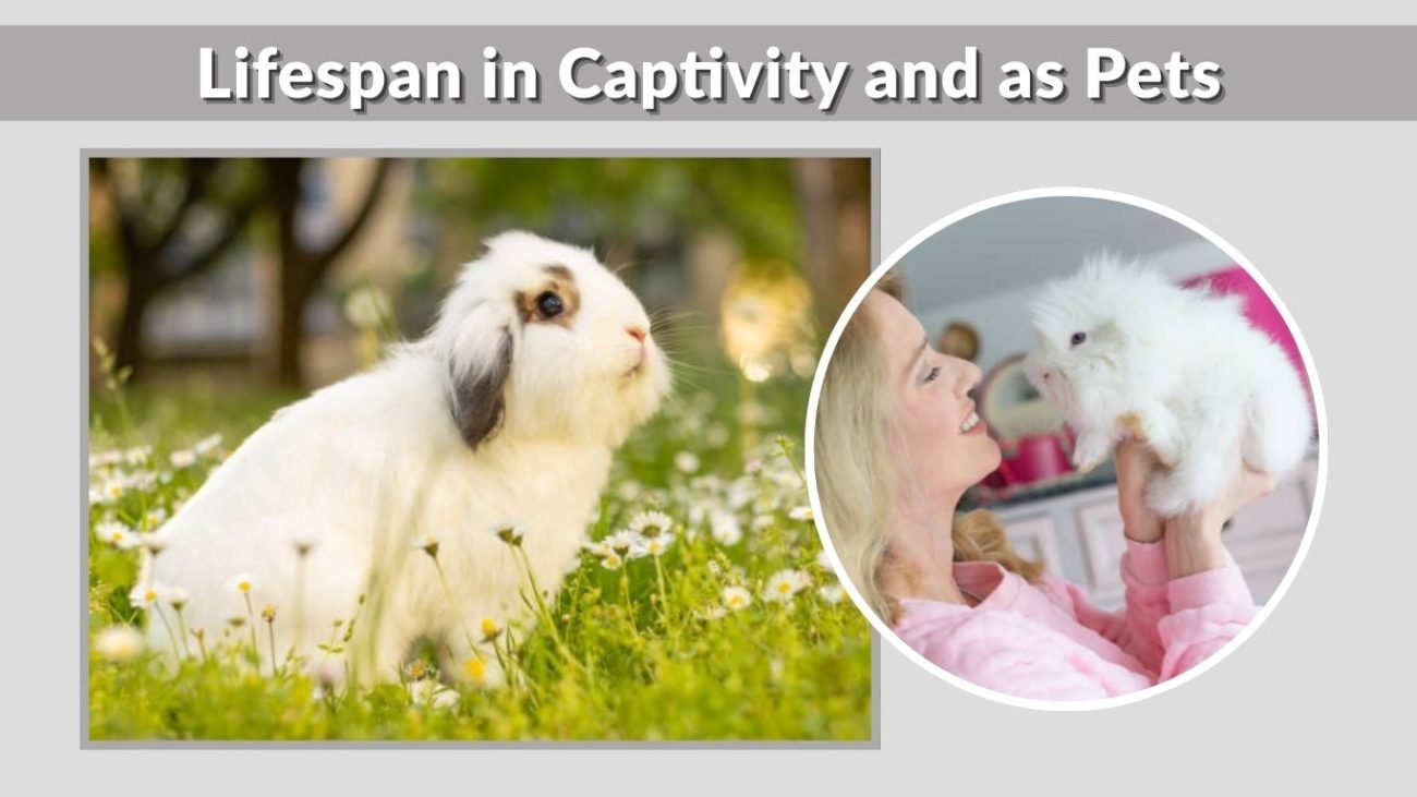 Lifespan in Captivity and as Pets