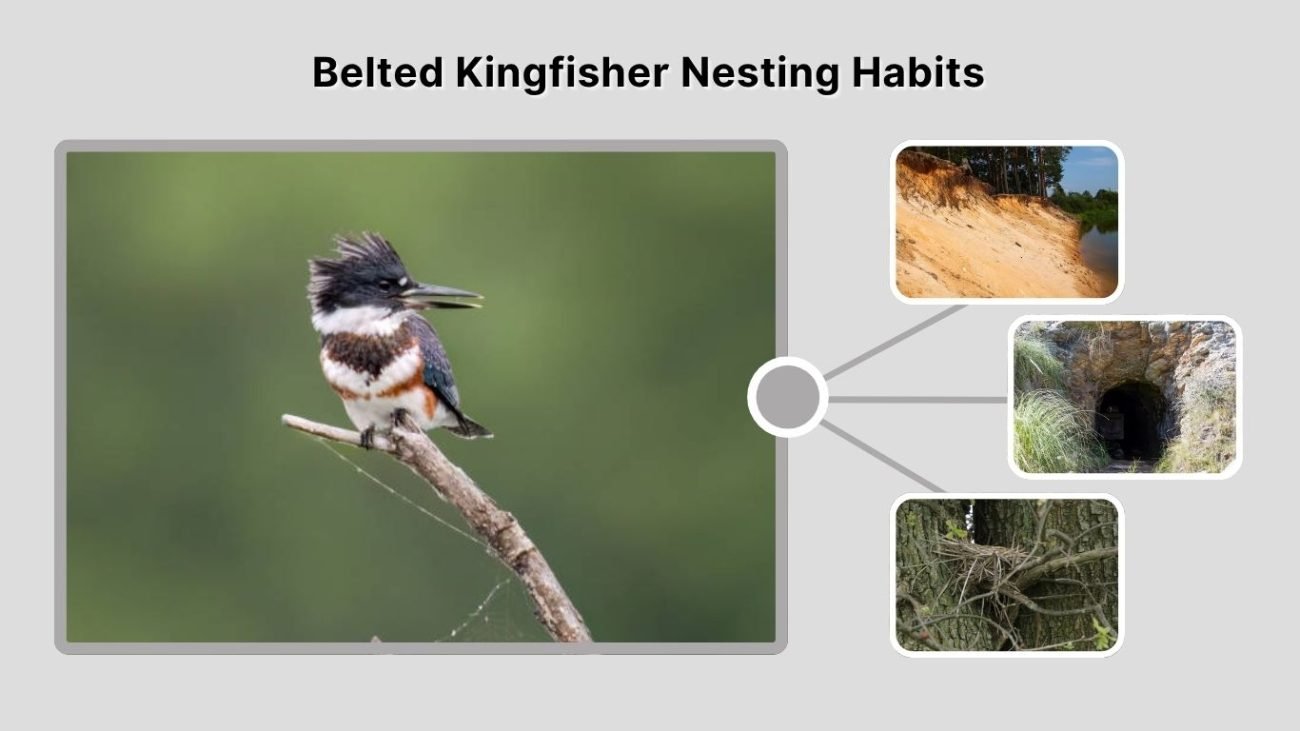 Belted Kingfisher Nesting Habits