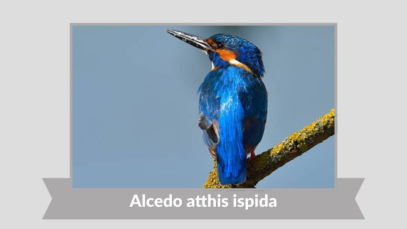 Alcedo atthis ispida