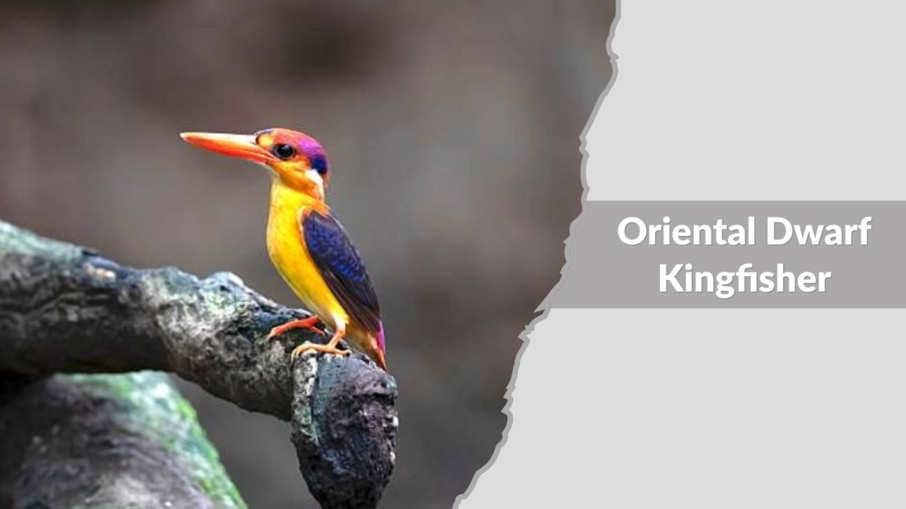 Oriental Dwarf Kingfisher