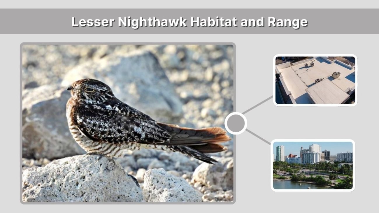 Lesser Nighthawk Habitat and Range