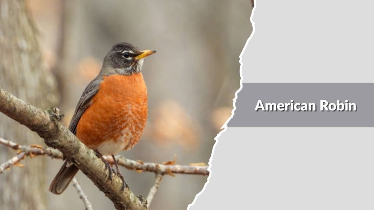American Robin