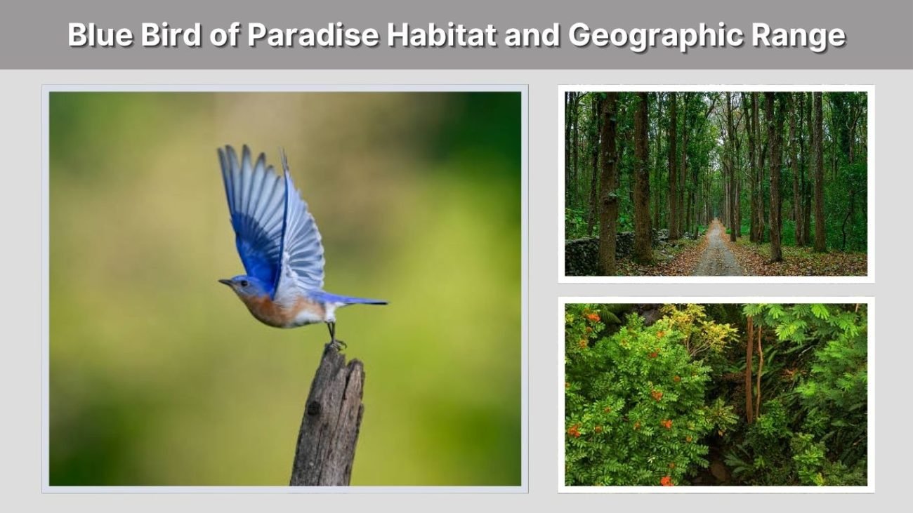 Blue Bird of Paradise Habitat and Geographic Range
