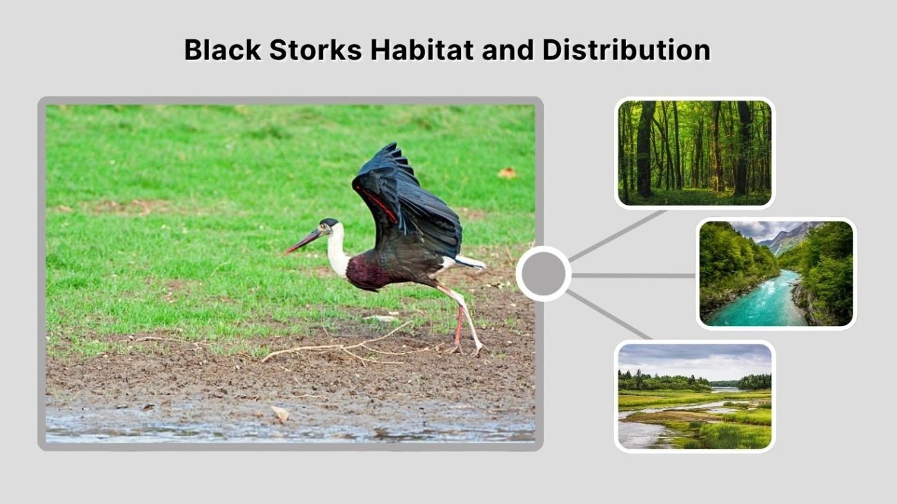 Black Storks Habitat and Distribution