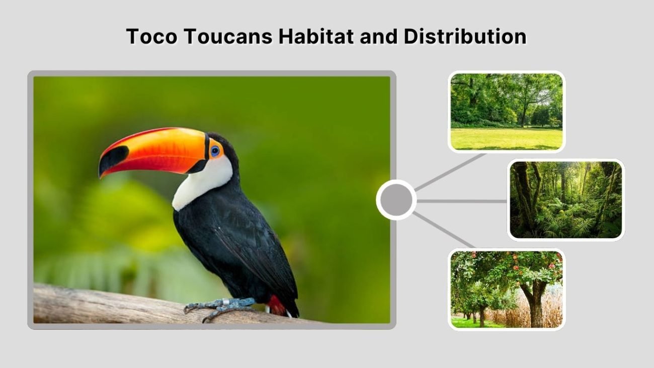 Toco Toucans Habitat and Distribution