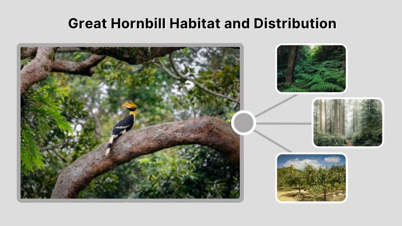  Great Hornbill Habitat and Distribution