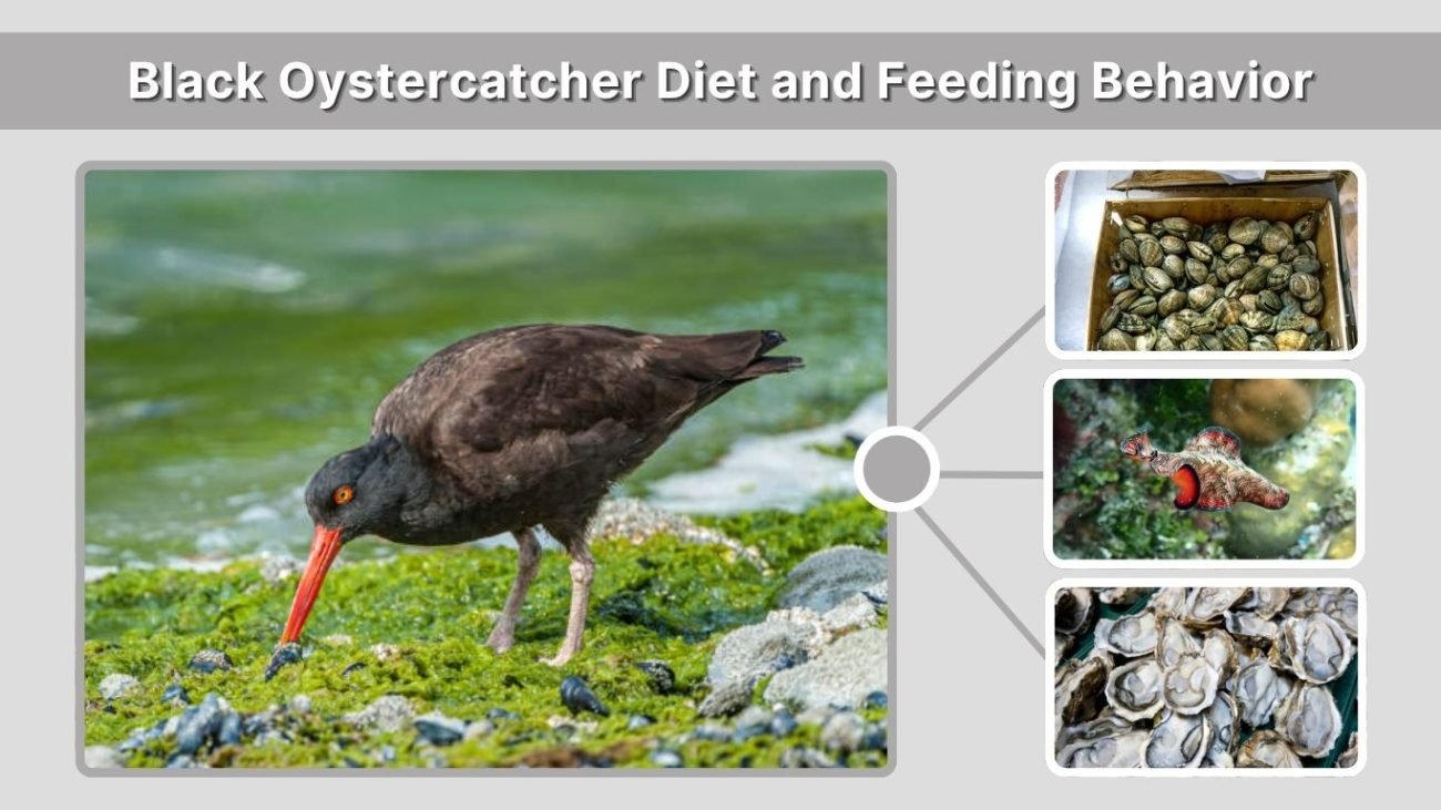 Black Oystercatcher Diet and Feeding Behavior