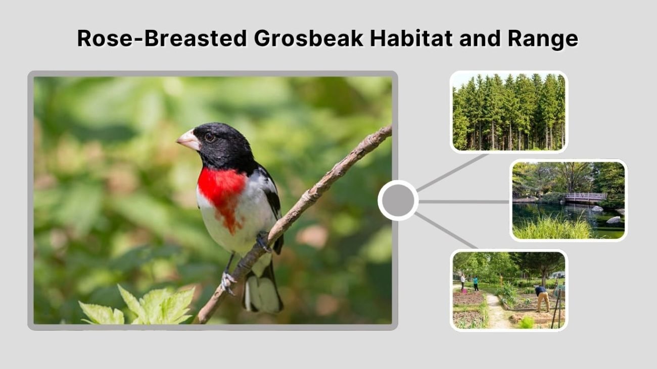 Rose-Breasted Grosbeak Habitat and Range