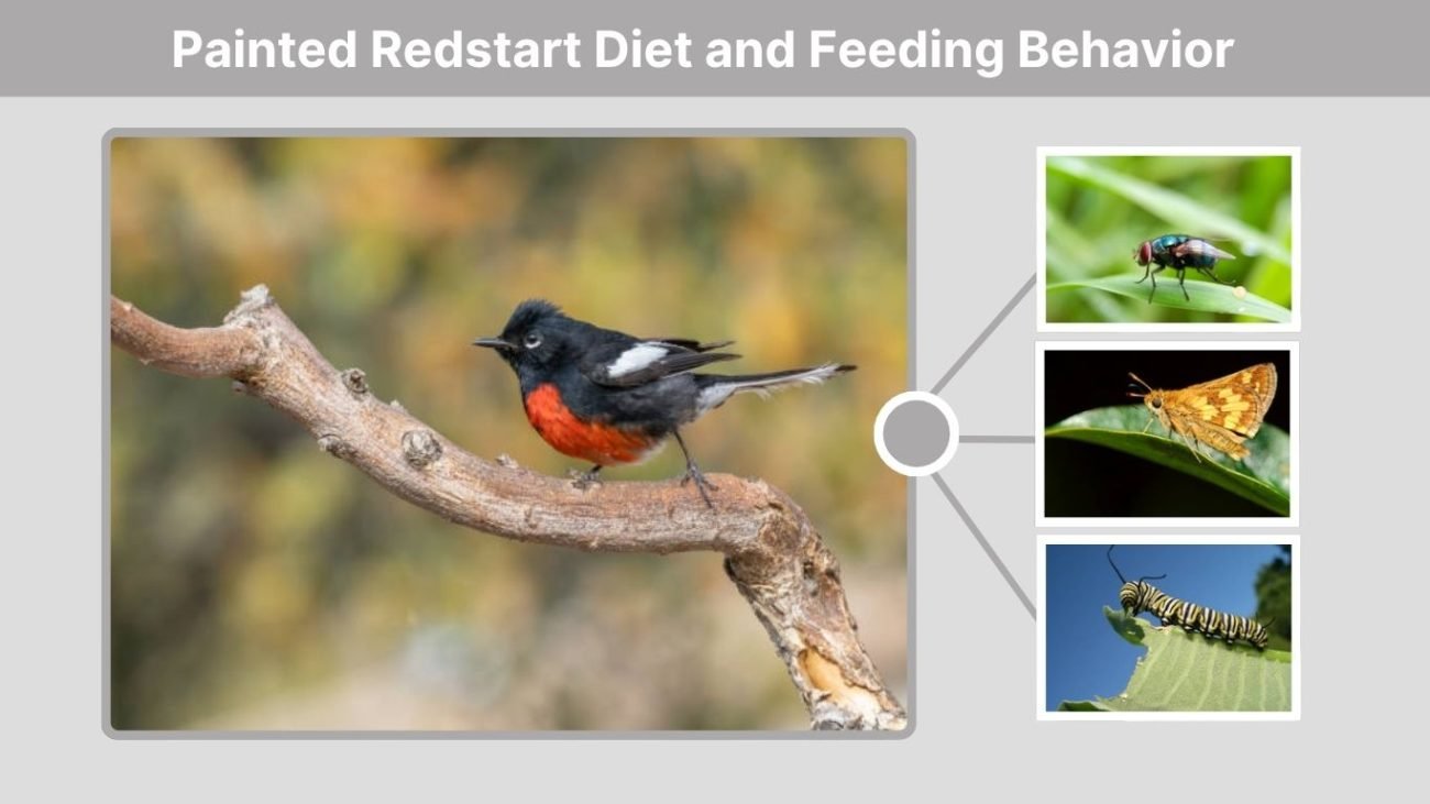 Painted Redstart Diet and Feeding Behavior