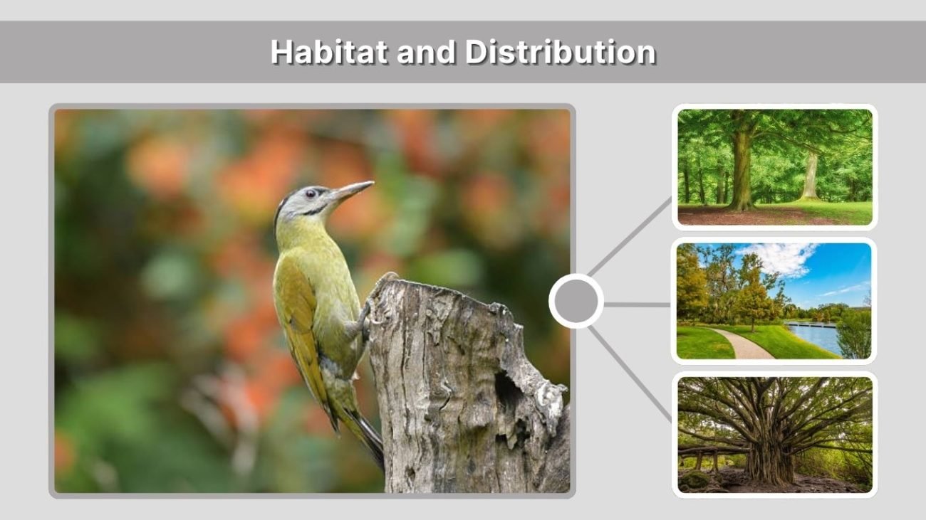 Habitat and Distribution