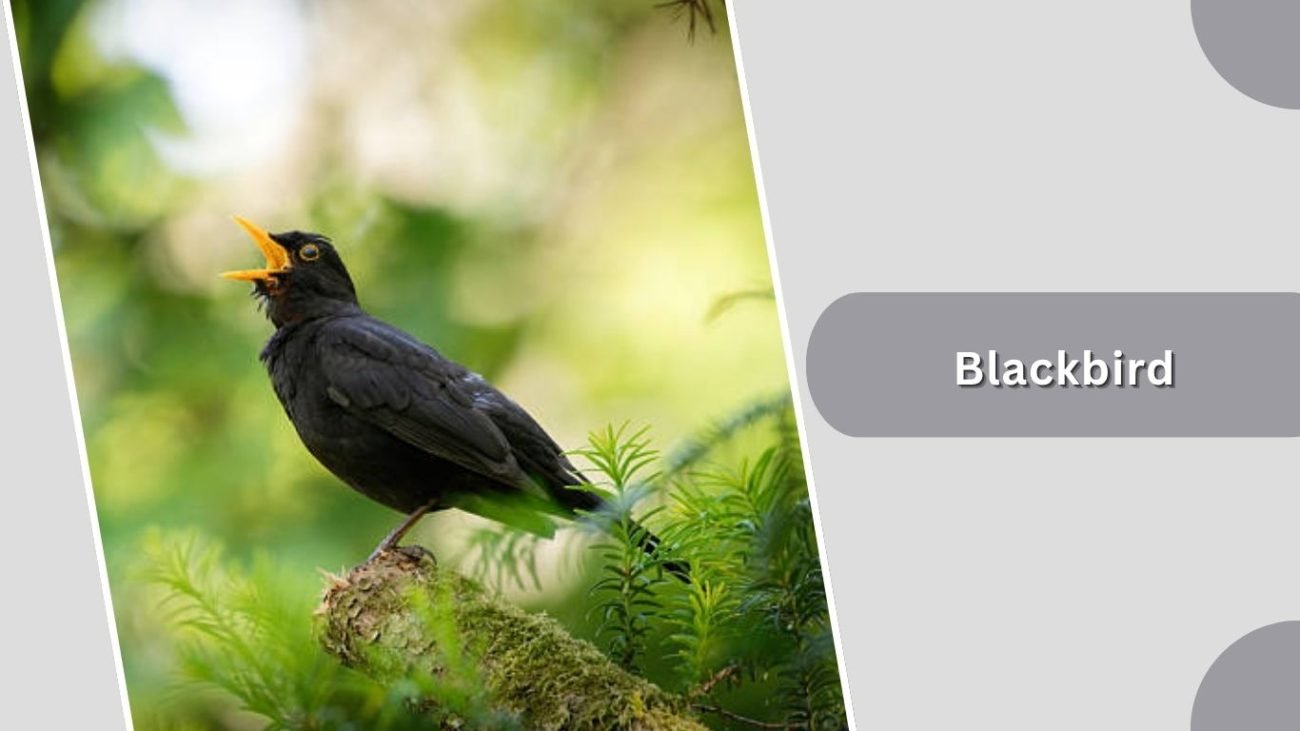 Blackbird