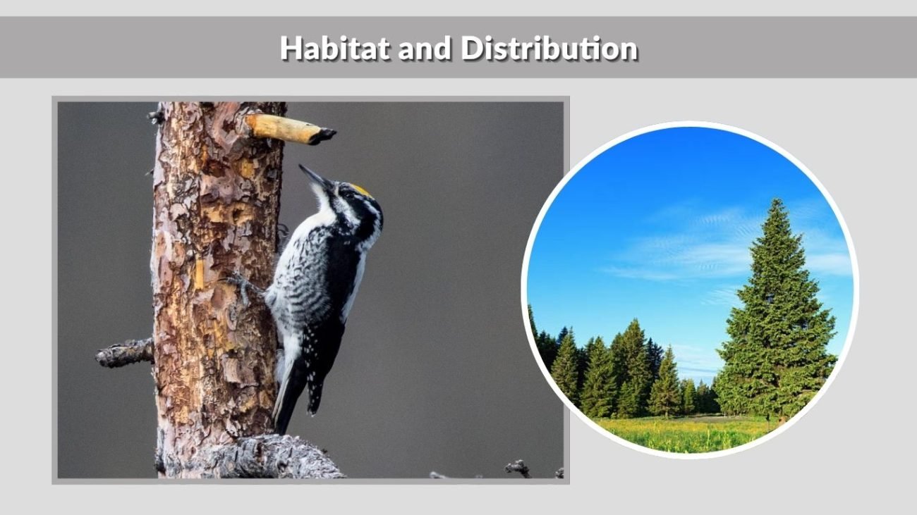 Habitat and Distribution