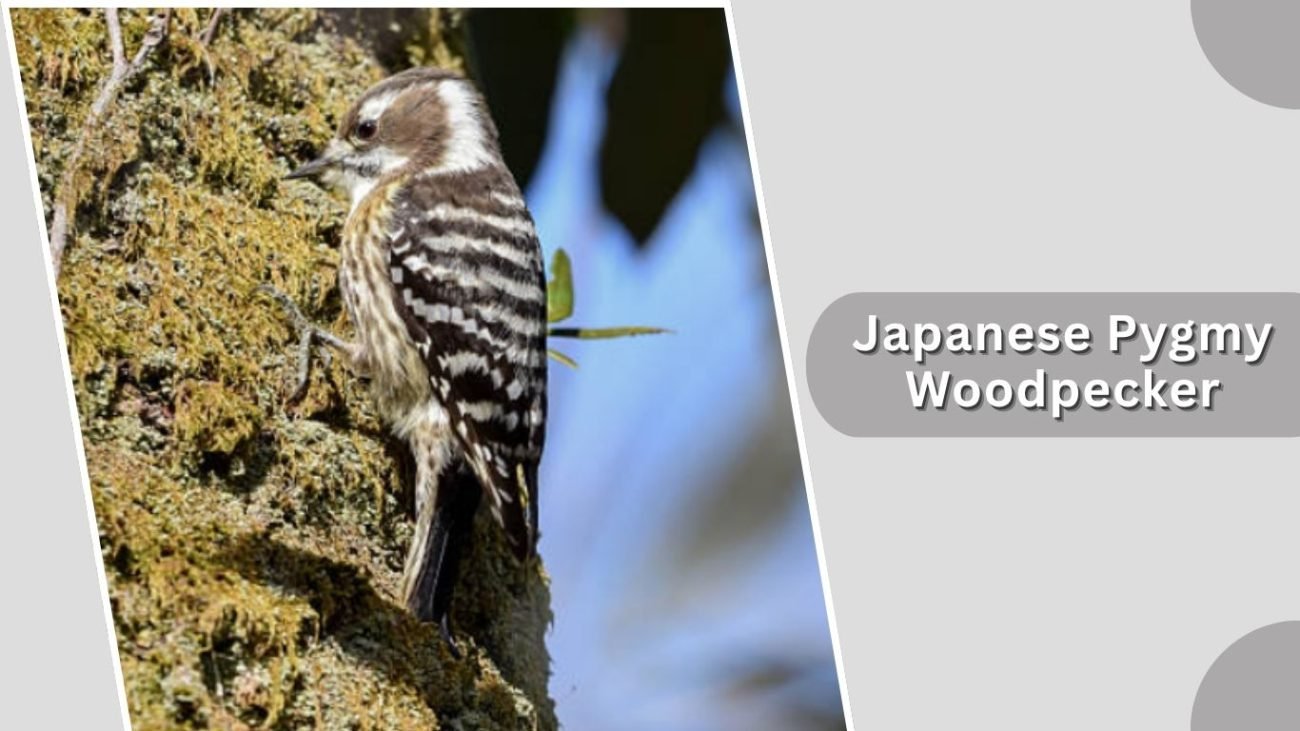  Japanese Pygmy Woodpecker