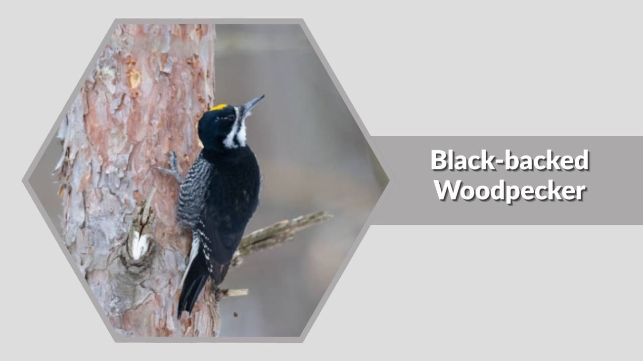 Black-backed Woodpecker