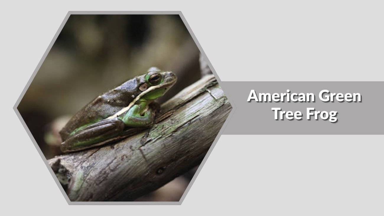 American Green Tree Frog