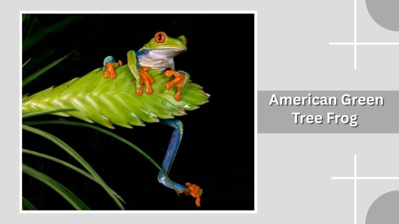American Green Tree Frog