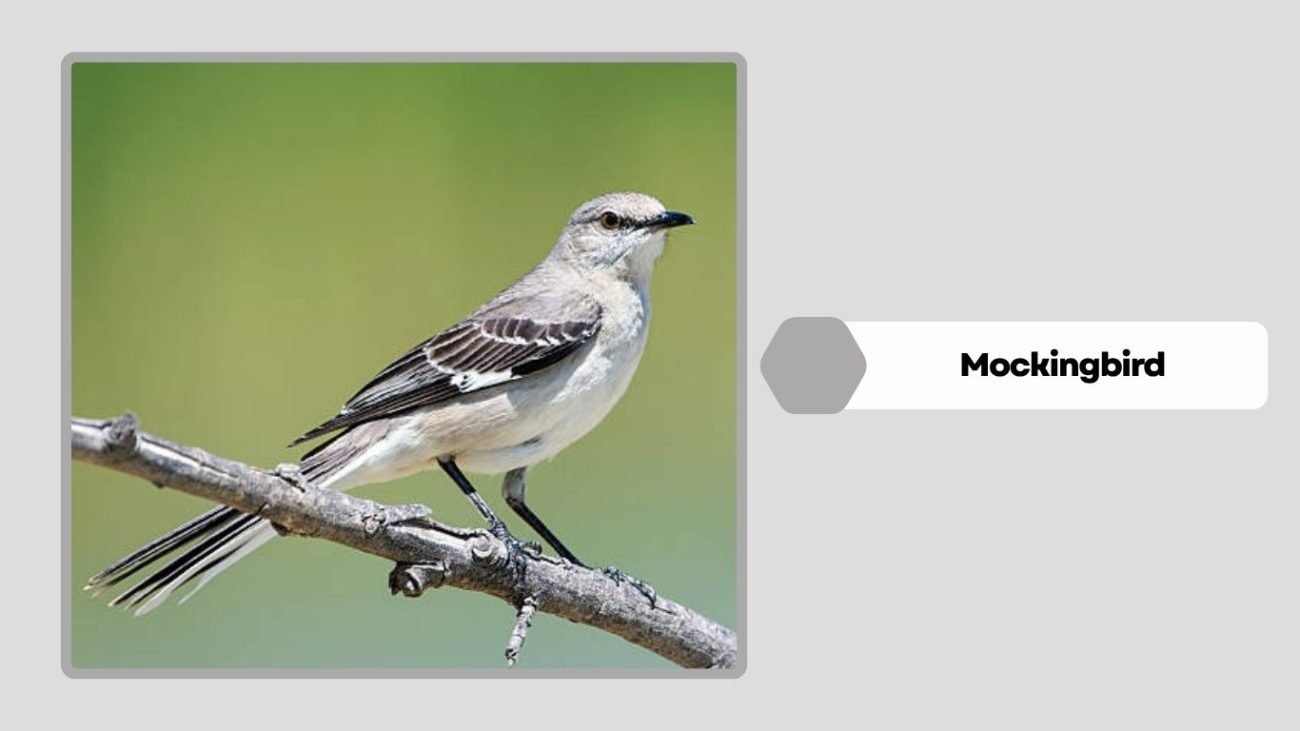 Mockingbird