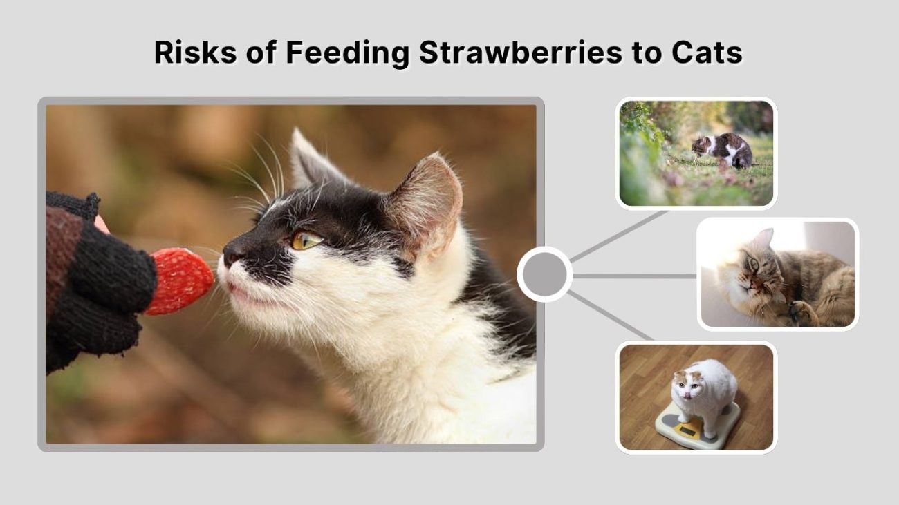 Risks of Feeding Strawberries to Cats