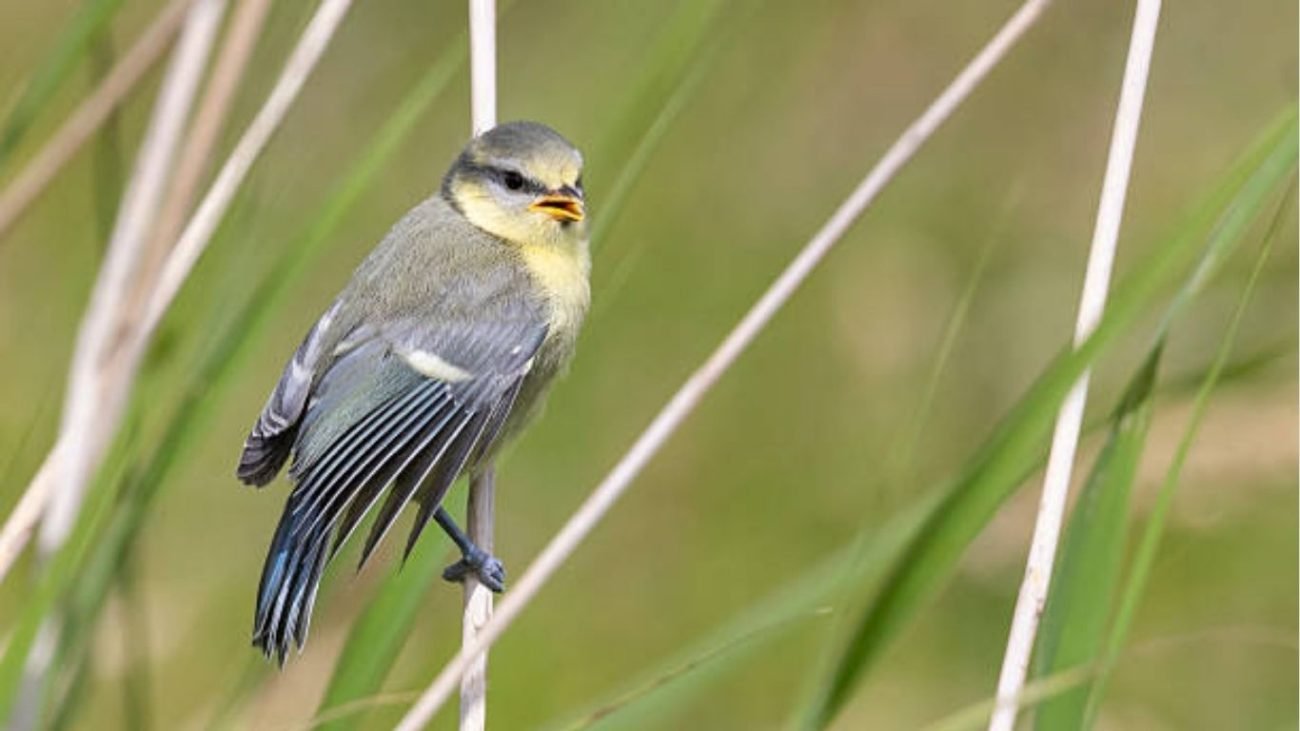 Why Morning Is the Best Time for Chirping