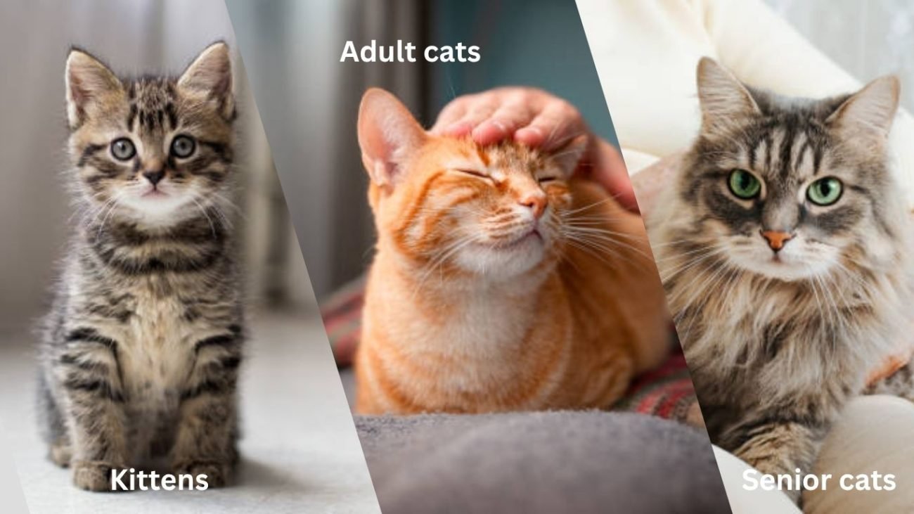 Key Factors That Affect How Much You Should Feed Your Cat