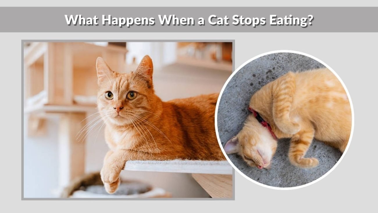 What Happens When a Cat Stops Eating?