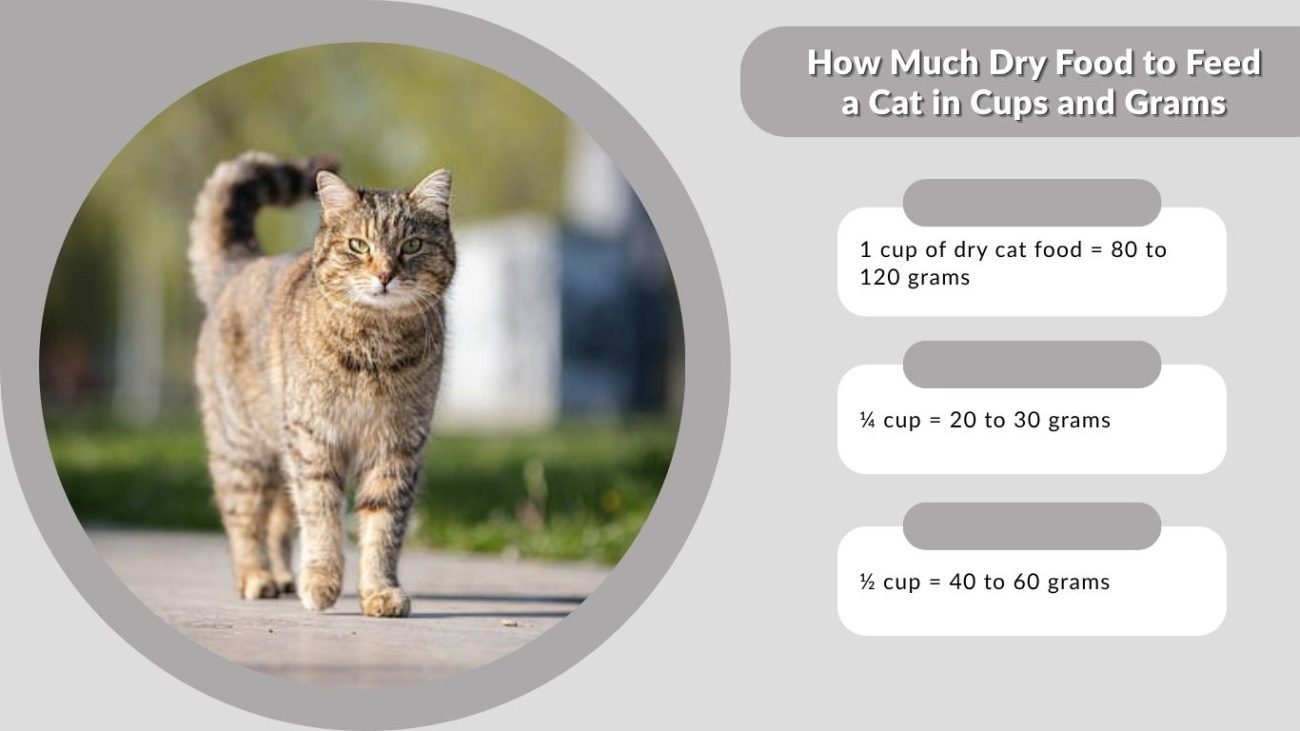 How Much Dry Food to Feed a Cat in Cups and Grams