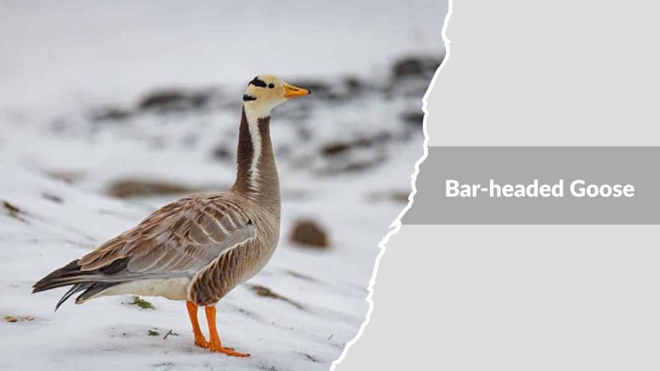 Bar-headed Goose
