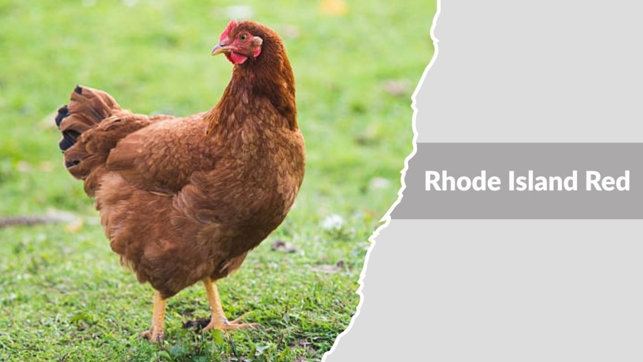 Rhode Island Red