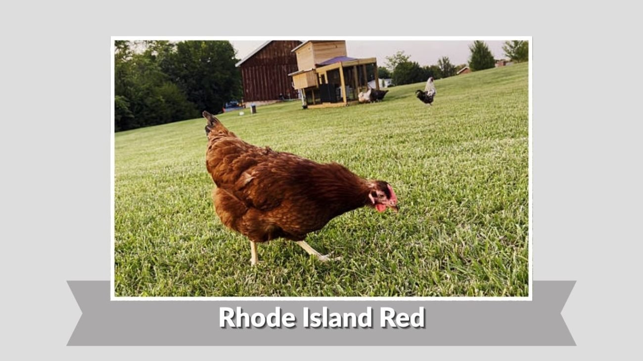 Rhode Island Red