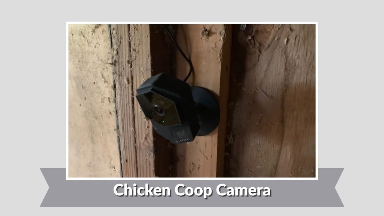Chicken Coop Camera