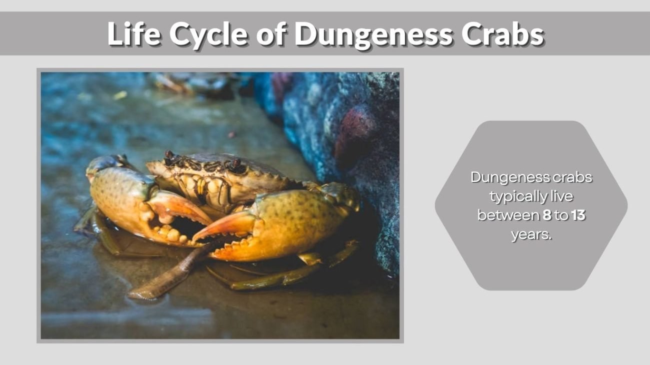 Life Cycle of Dungeness Crabs