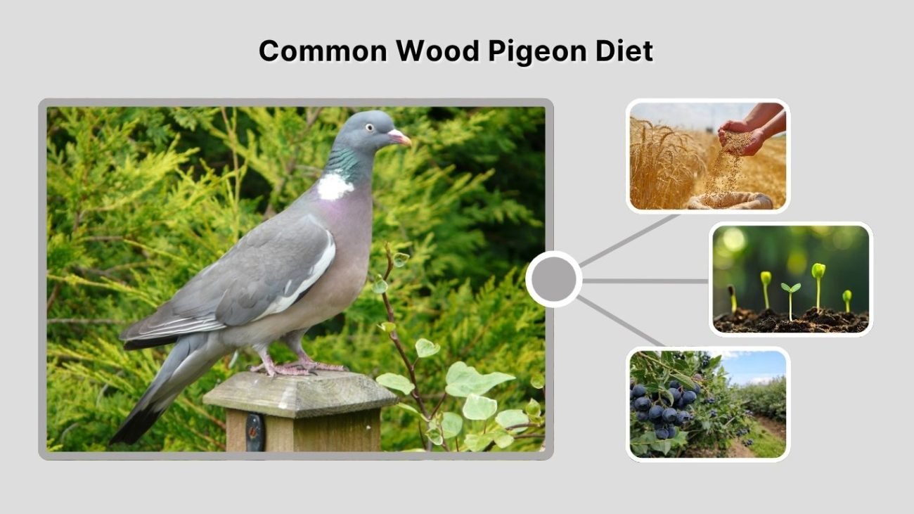 Common Wood Pigeon Diet