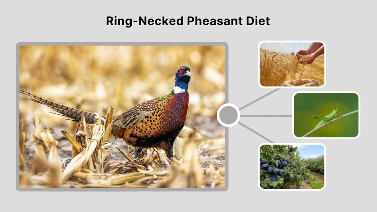 Ring-Necked Pheasant Diet